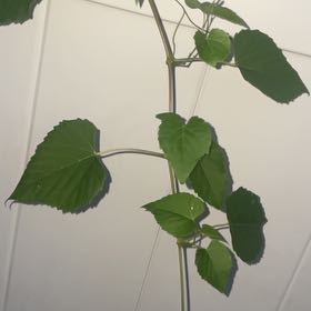 Photo of the plant species False Grape by @PerkyTaraire31 named Hamilton on Greg, the plant care app