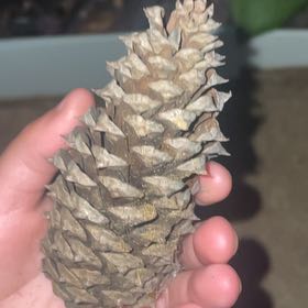 Photo of the plant species Loblolly Pine by @PerkyTaraire31 named Denali on Greg, the plant care app
