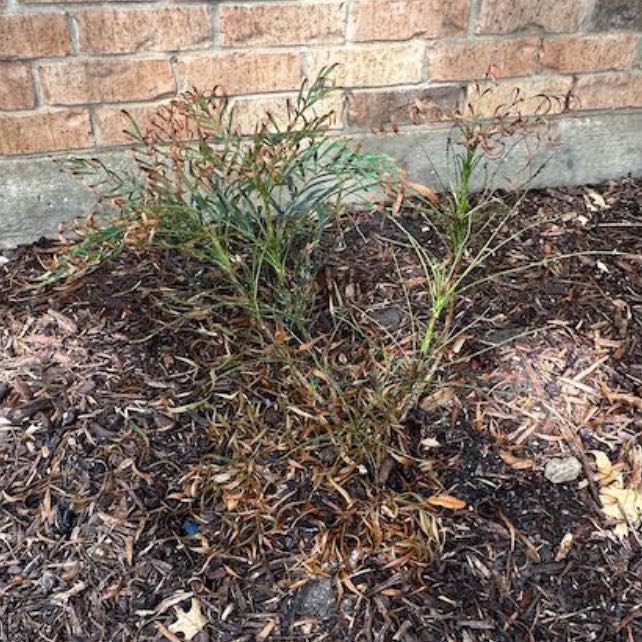Photo of the plant species Soft Caress Mahonia by @ArtisanDaboecia named Harmony on Greg, the plant care app