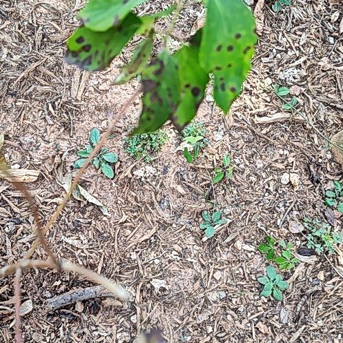 Photo of the plant species kawakawa by @HeirLoquat69 named Bodhi on Greg, the plant care app