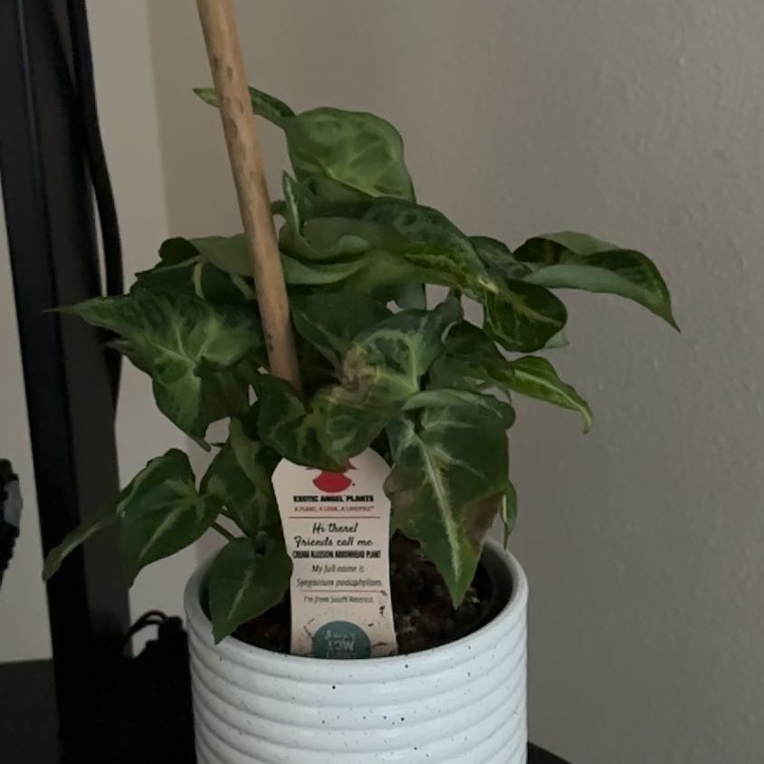 Photo of the plant species Syngonium 'Cream' by @FreePecan61 named Kobe on Greg, the plant care app