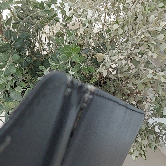 Photo of the plant species Karo by @SoftheartedHope named Queen on Greg, the plant care app
