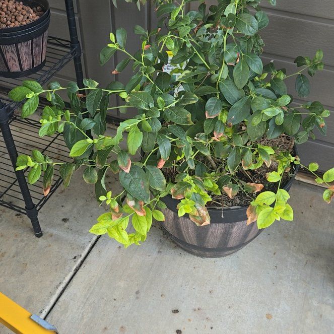 Photo of the plant species Southern Highbush Blueberry by @BusyFlapjacks59 named Bruce Lee on Greg, the plant care app