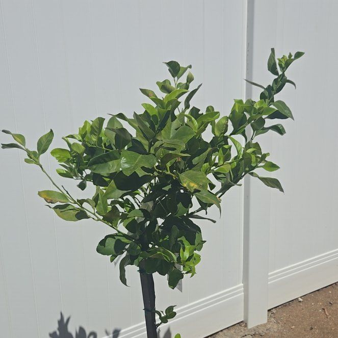 Photo of the plant species Eureka Lemon by @BusyFlapjacks59 named Sonora on Greg, the plant care app