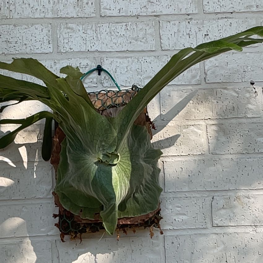 Photo of the plant species Staghorn Fern by @FancyBalsam10 named da Vinci on Greg, the plant care app