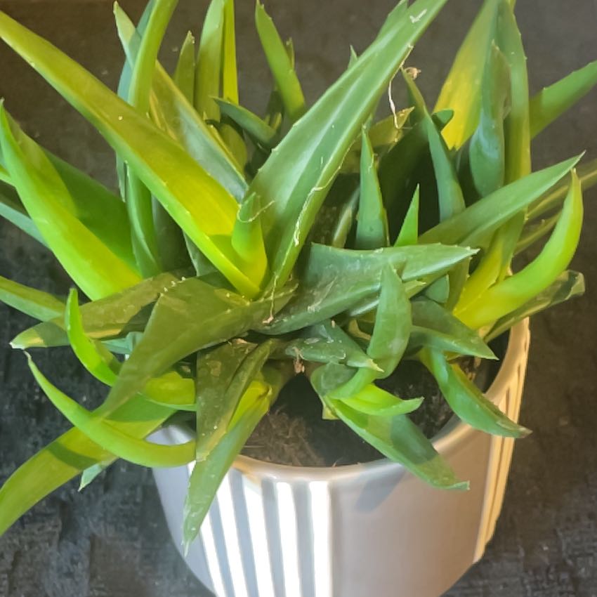 Photo of the plant species Aloe Black Gem by @QuietBlueech59 named Sproutacus on Greg, the plant care app