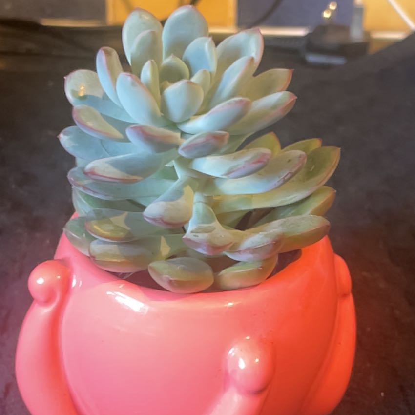 Photo of the plant species Jeweled Crown by @QuietBlueech59 named Wiggles on Greg, the plant care app