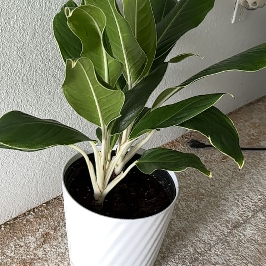 Photo of the plant species Aglaonema by @ImpishStingray named Iris on Greg, the plant care app