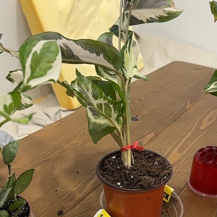 Photo of the plant species Grey Star by @ImpishStingray named Gregarious on Greg, the plant care app