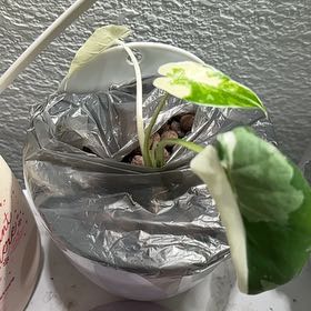 Photo of the plant species Philodenron Jose Buono by @ImpishStingray named Treeyoncé on Greg, the plant care app