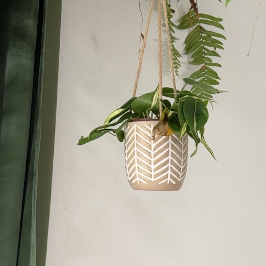 Photo of the plant species Philodendron 'Cream Splash' by @ImpishStingray named Morgan Treeman on Greg, the plant care app