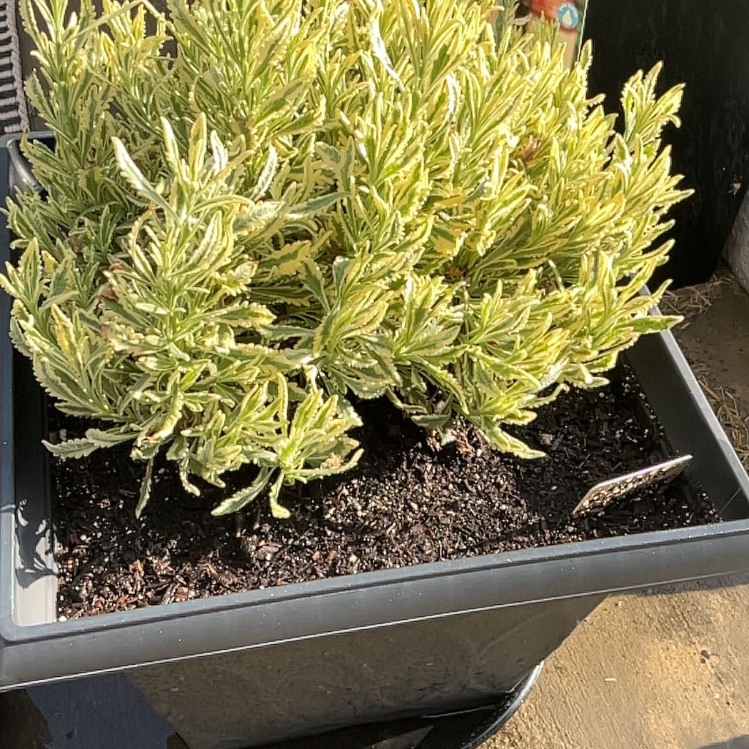 Photo of the plant species Lavender Mint Julep by @SwellAlula90 named Julie on Greg, the plant care app