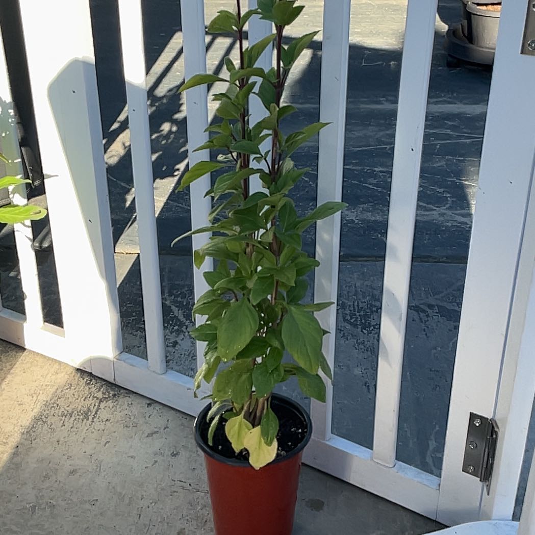 Photo of the plant species Everleaf Thai Towers Basil by @SwellAlula90 named Harmony on Greg, the plant care app