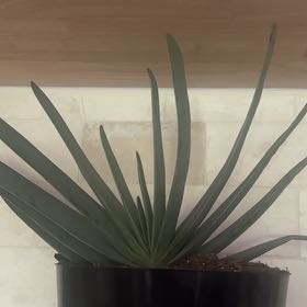 Photo of the plant species Fan Aloe by @SpiffyPegaropa named Sonora on Greg, the plant care app