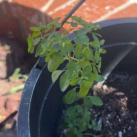 Photo of the plant species Cancer Weed by @YeveStarburst88 named Peter Parker on Greg, the plant care app