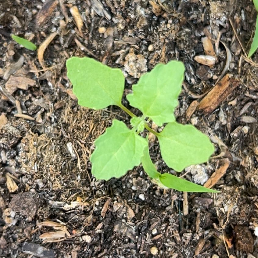 Photo of the plant species Lateflowering Goosefoot by @YeveStarburst88 named Remington on Greg, the plant care app
