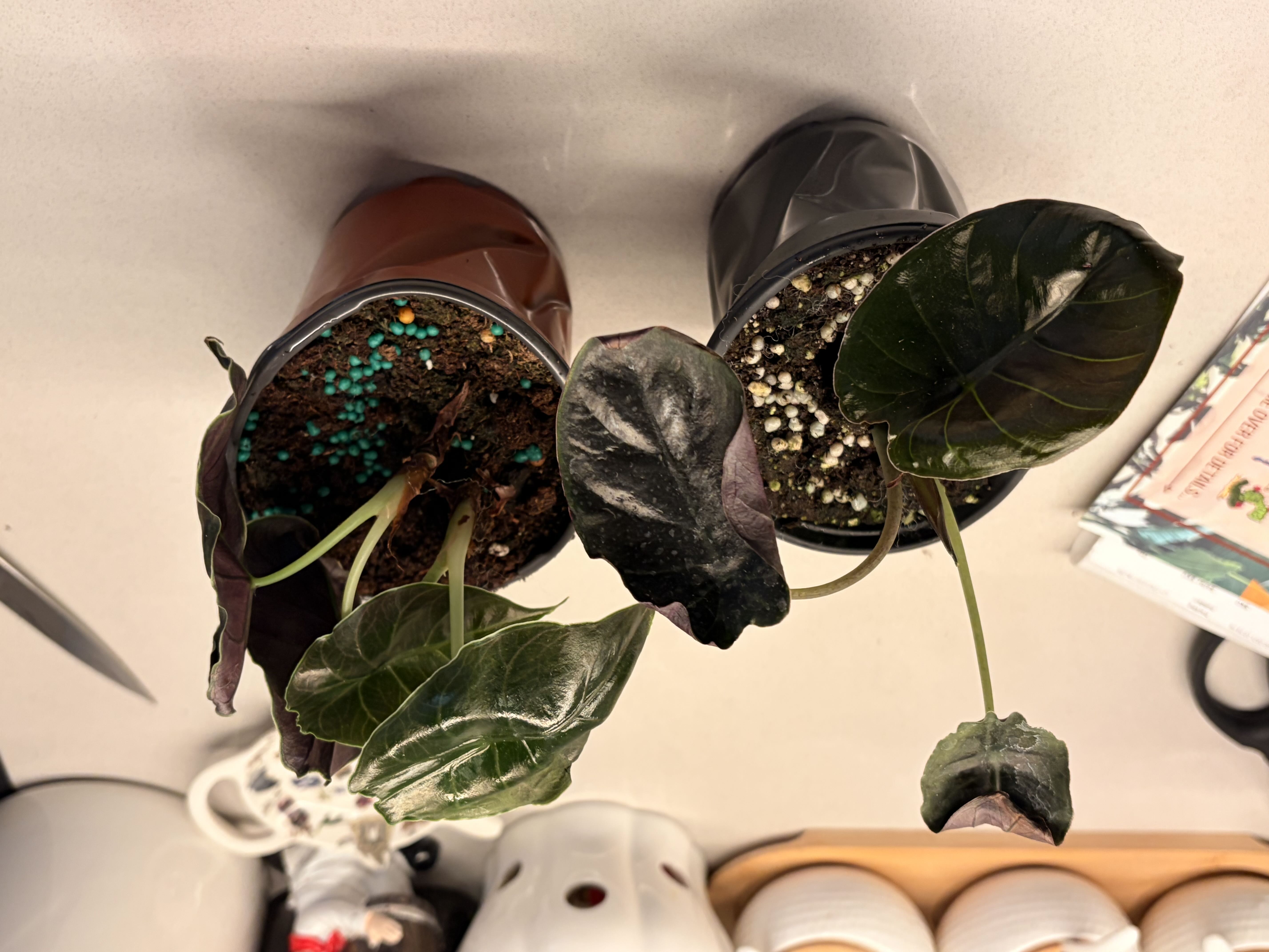 Photo from the post