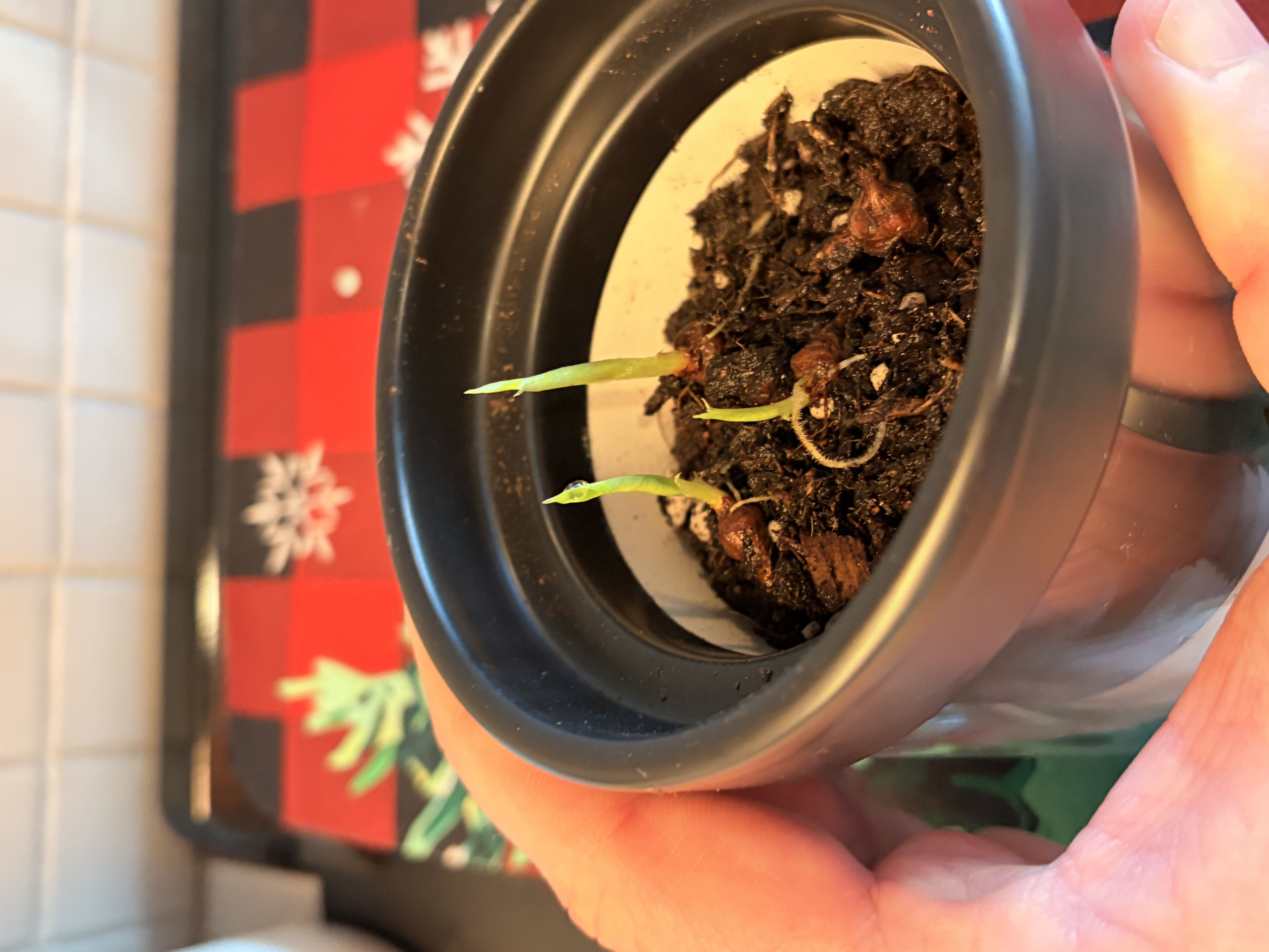 Photo from the post