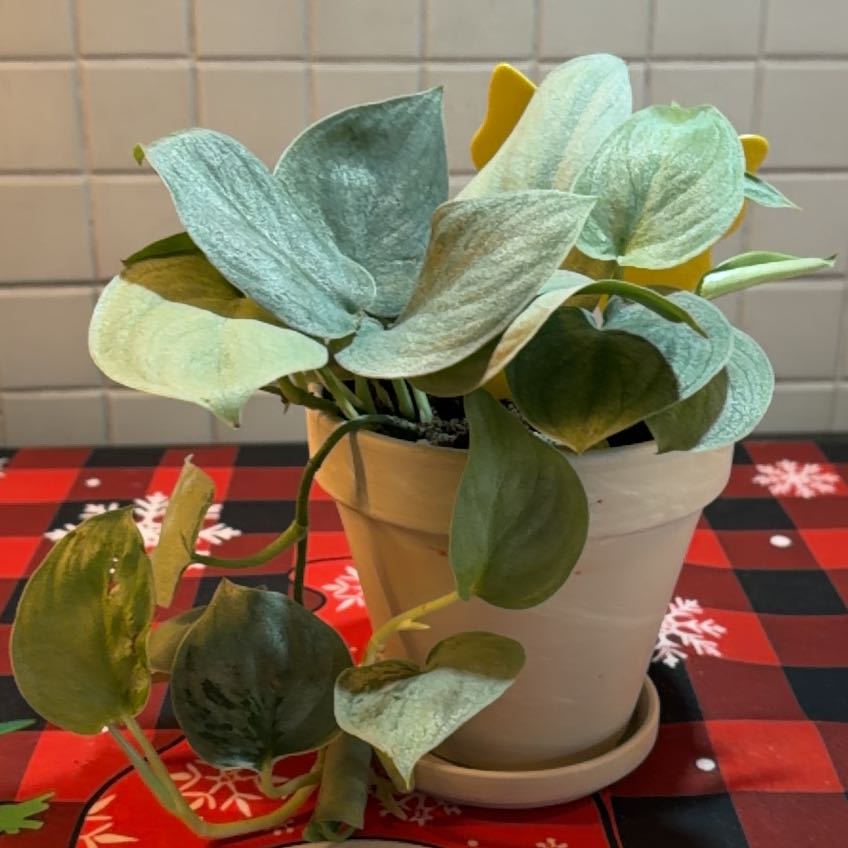 Photo of the plant species Scindapsus pictus 'Sooo Silver' by @Jho named Sylvie on Greg, the plant care app