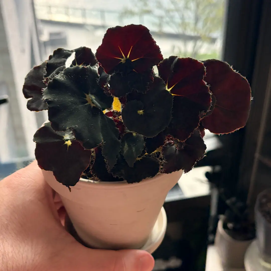 Photo from the post