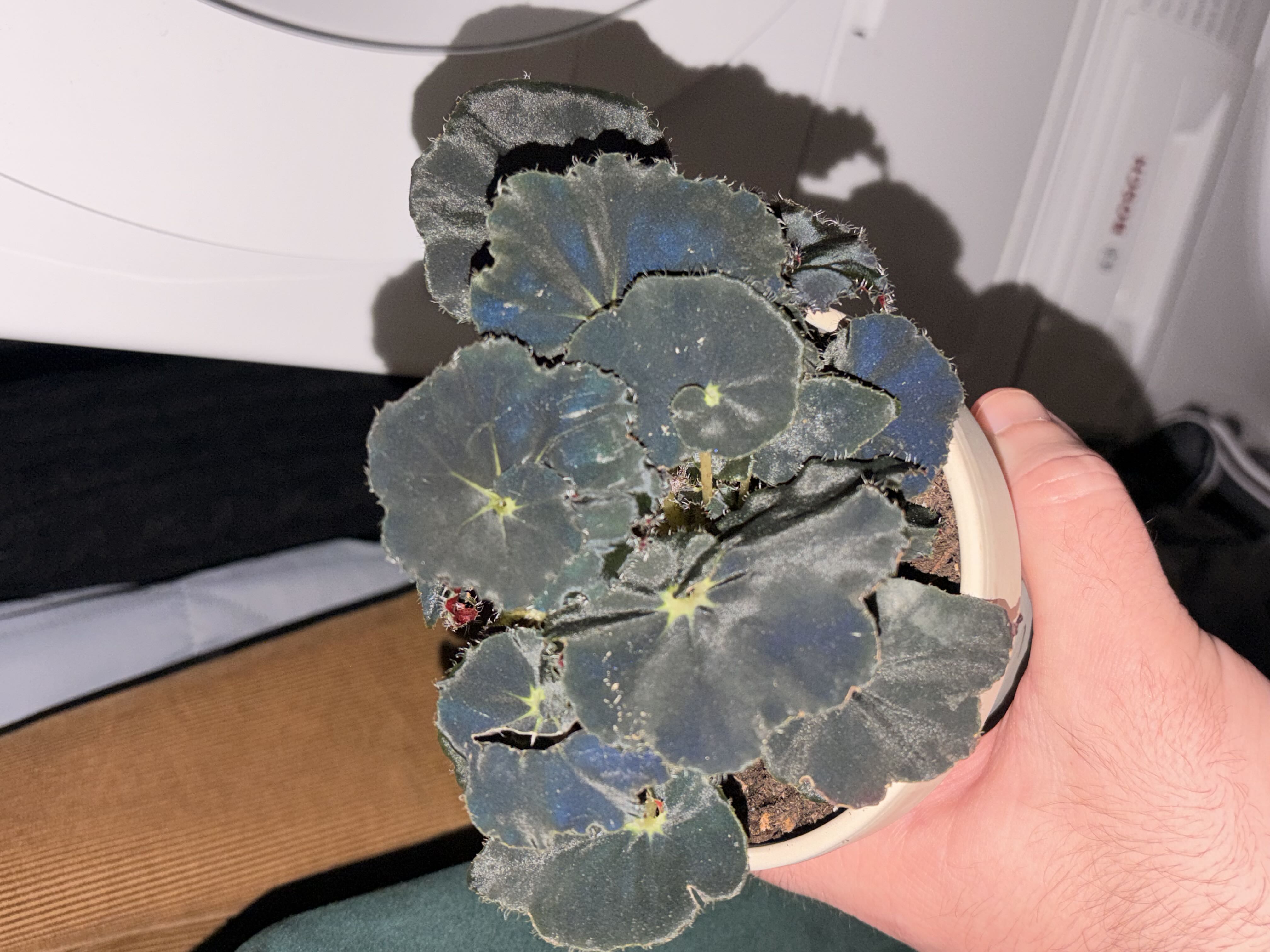 Photo from the post