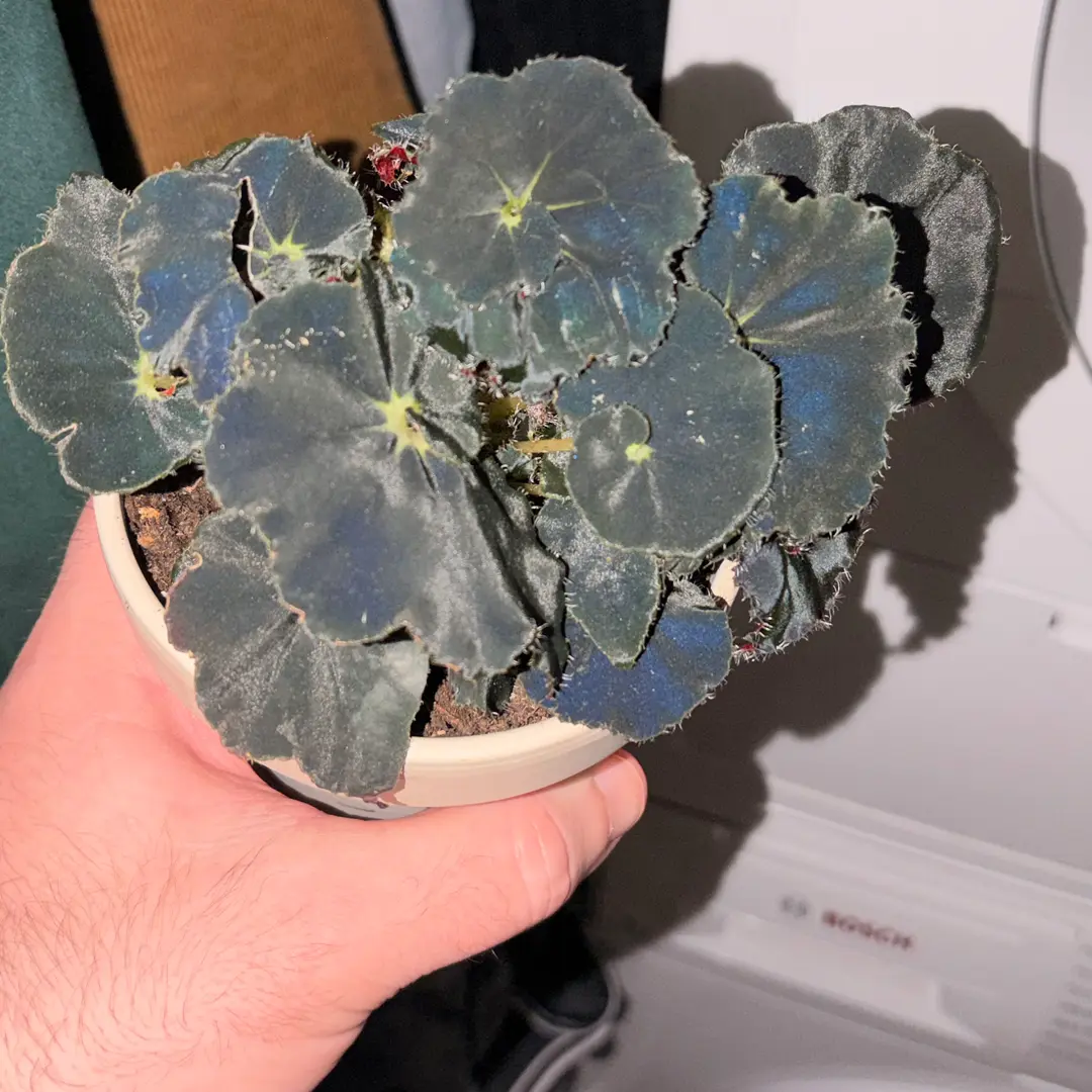 Photo from the post