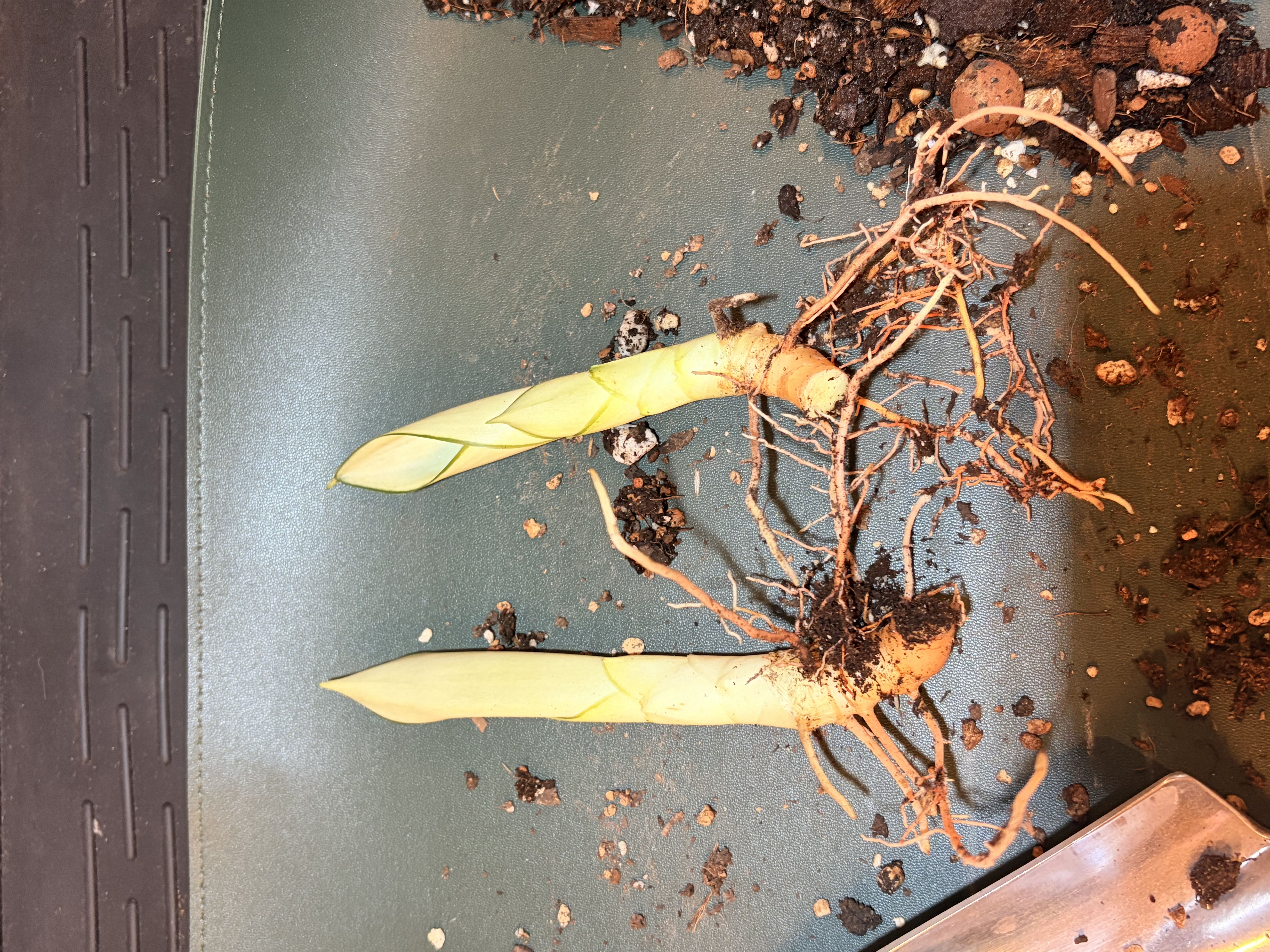 Photo from the post