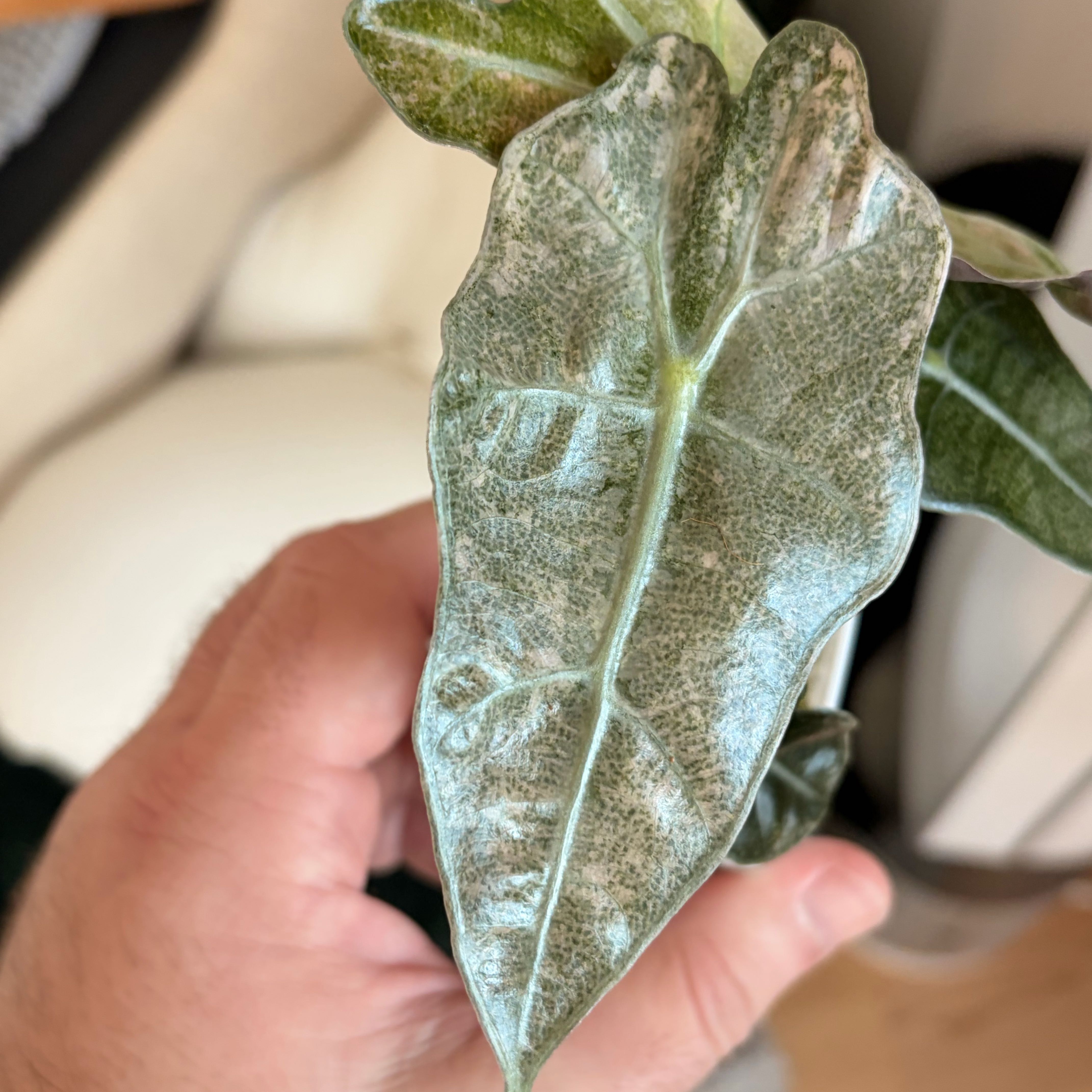 Photo of the plant species Alocasia Polly Pink Mint by @Jho named Barbie on Greg, the plant care app