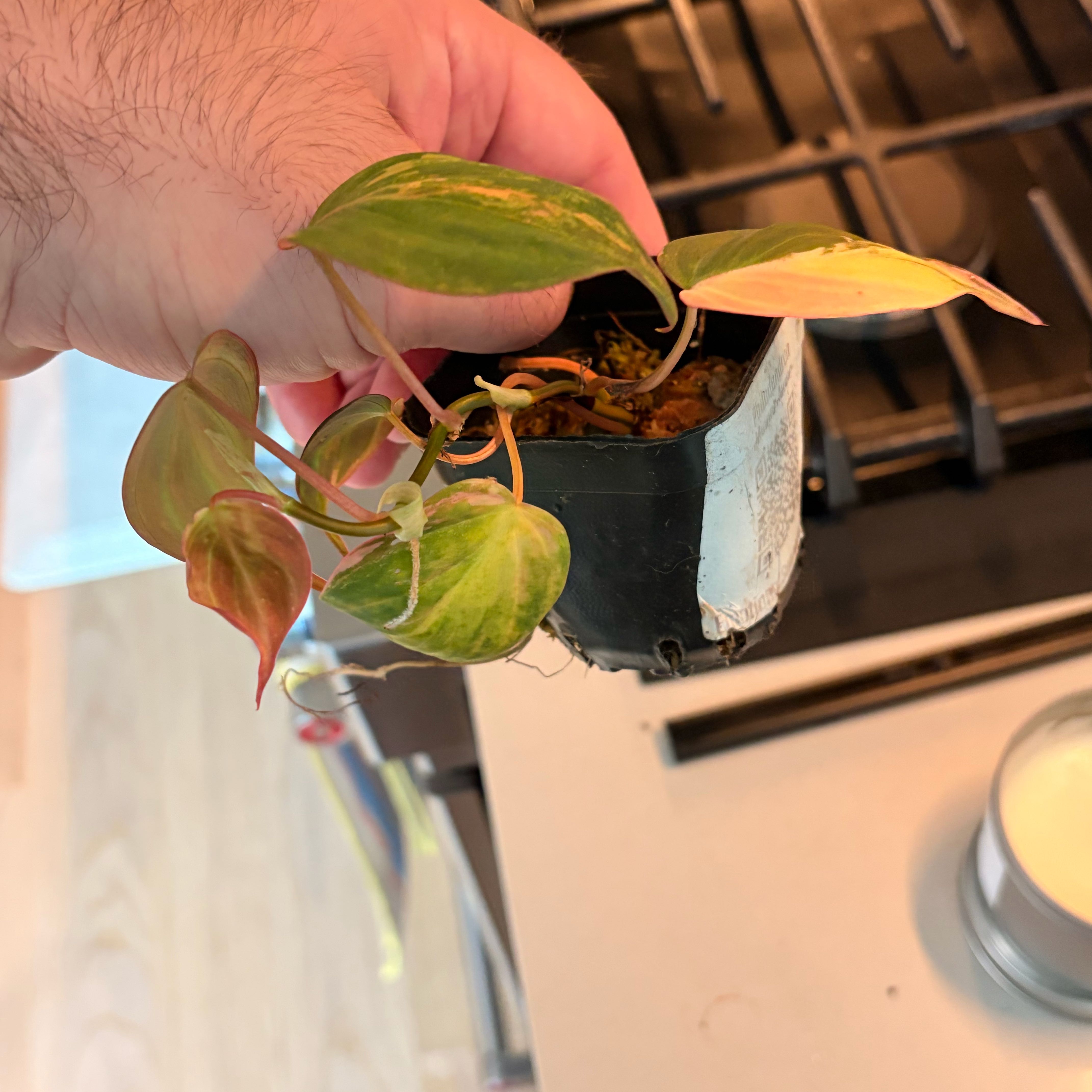 Photo of the plant species Variegated Philodendron Micans Aurea by @Jho named Duke on Greg, the plant care app