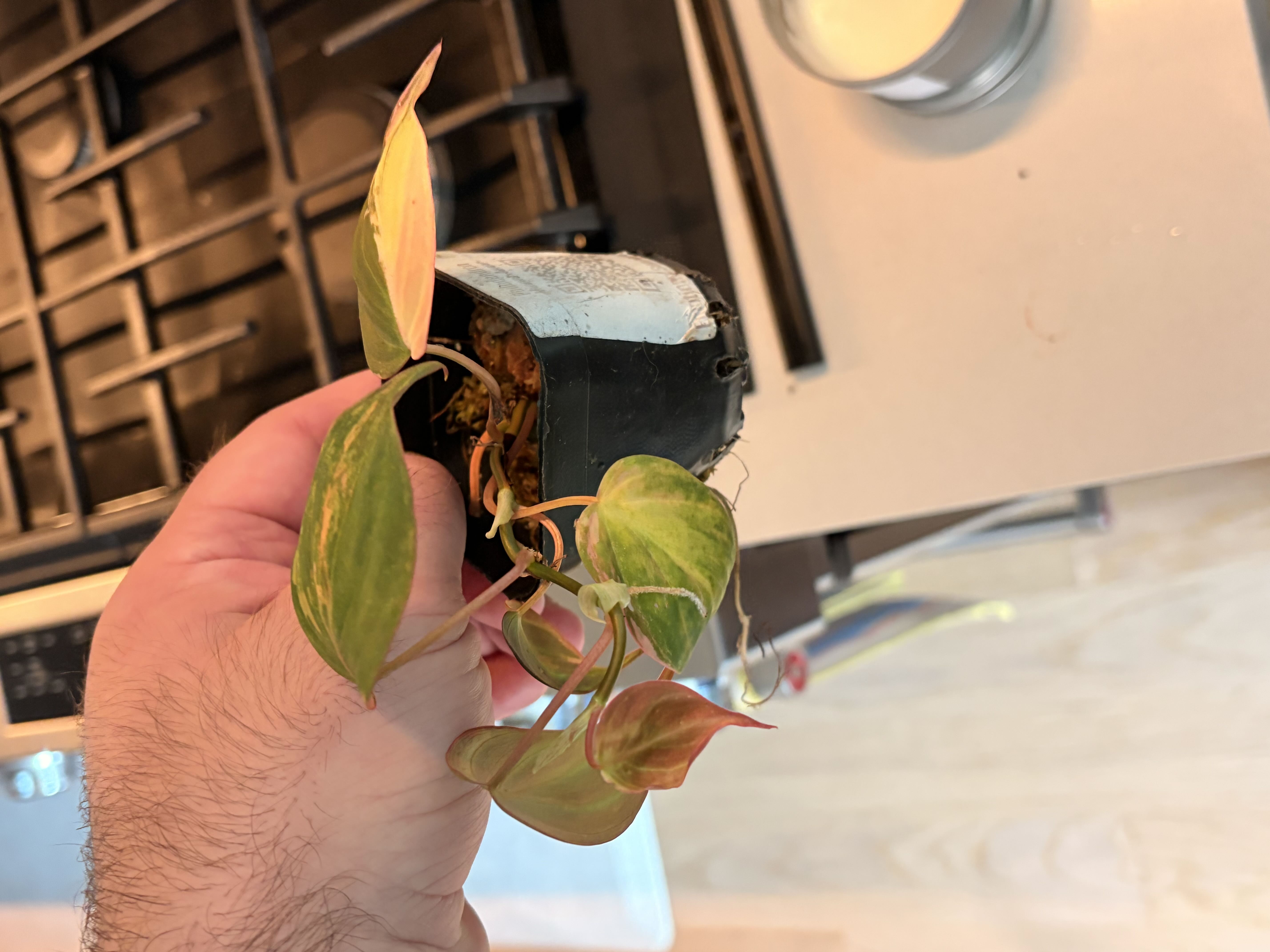 Photo from the post