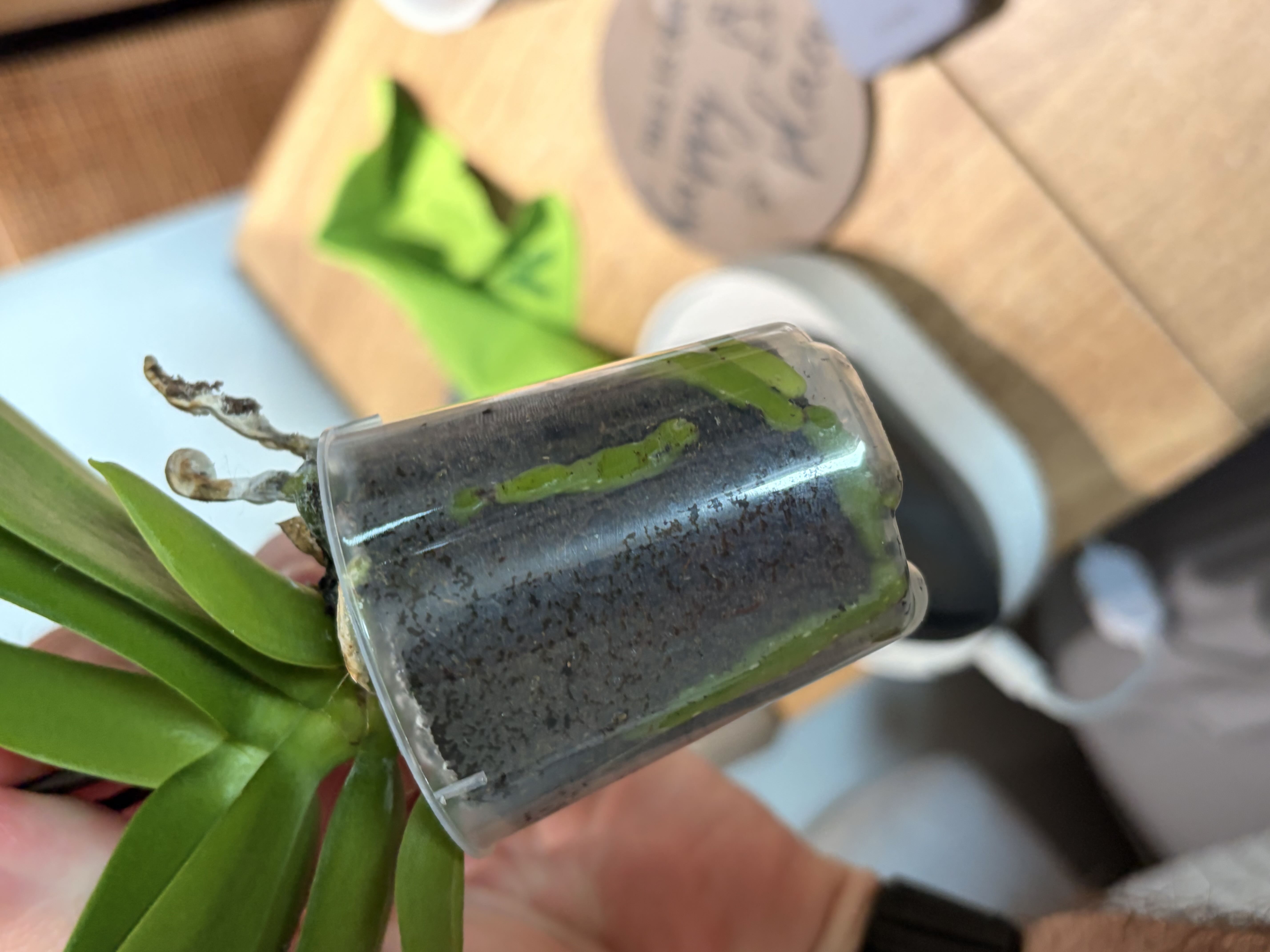 Photo from the post
