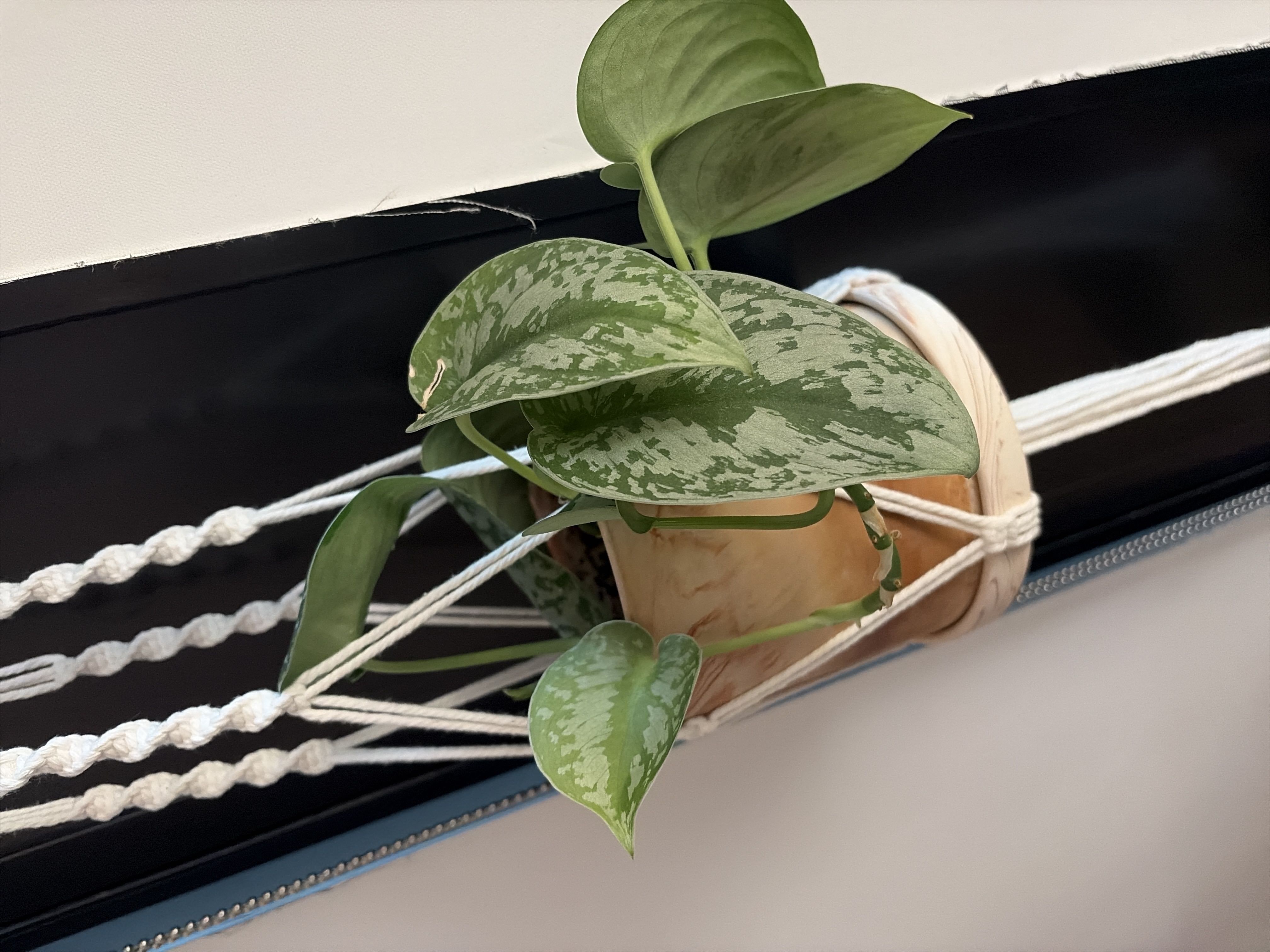 Photo from the post