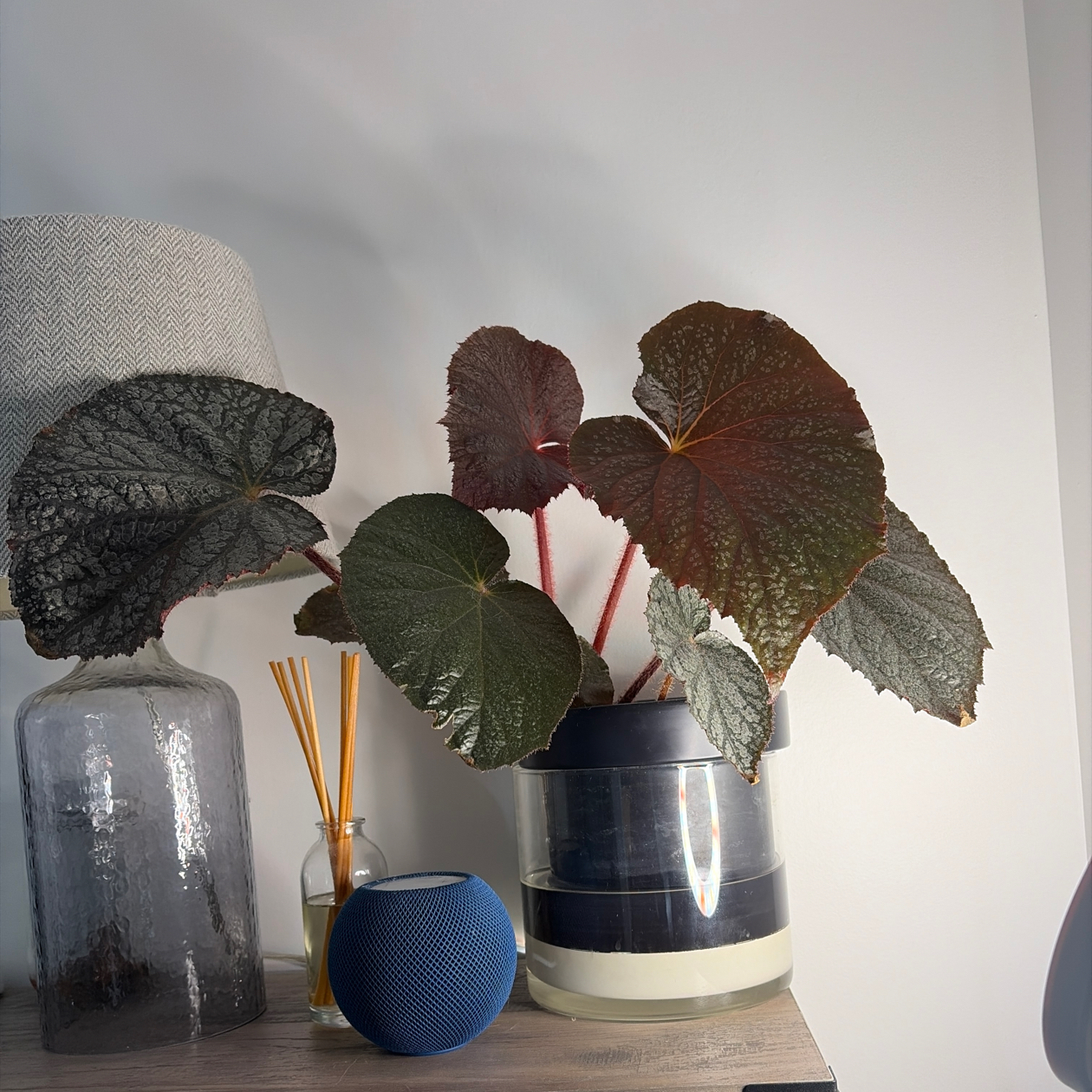 Photo of the plant species Begonia heracleifolia by @Jho named Buffy - ‘Vampire Slayer’ on Greg, the plant care app