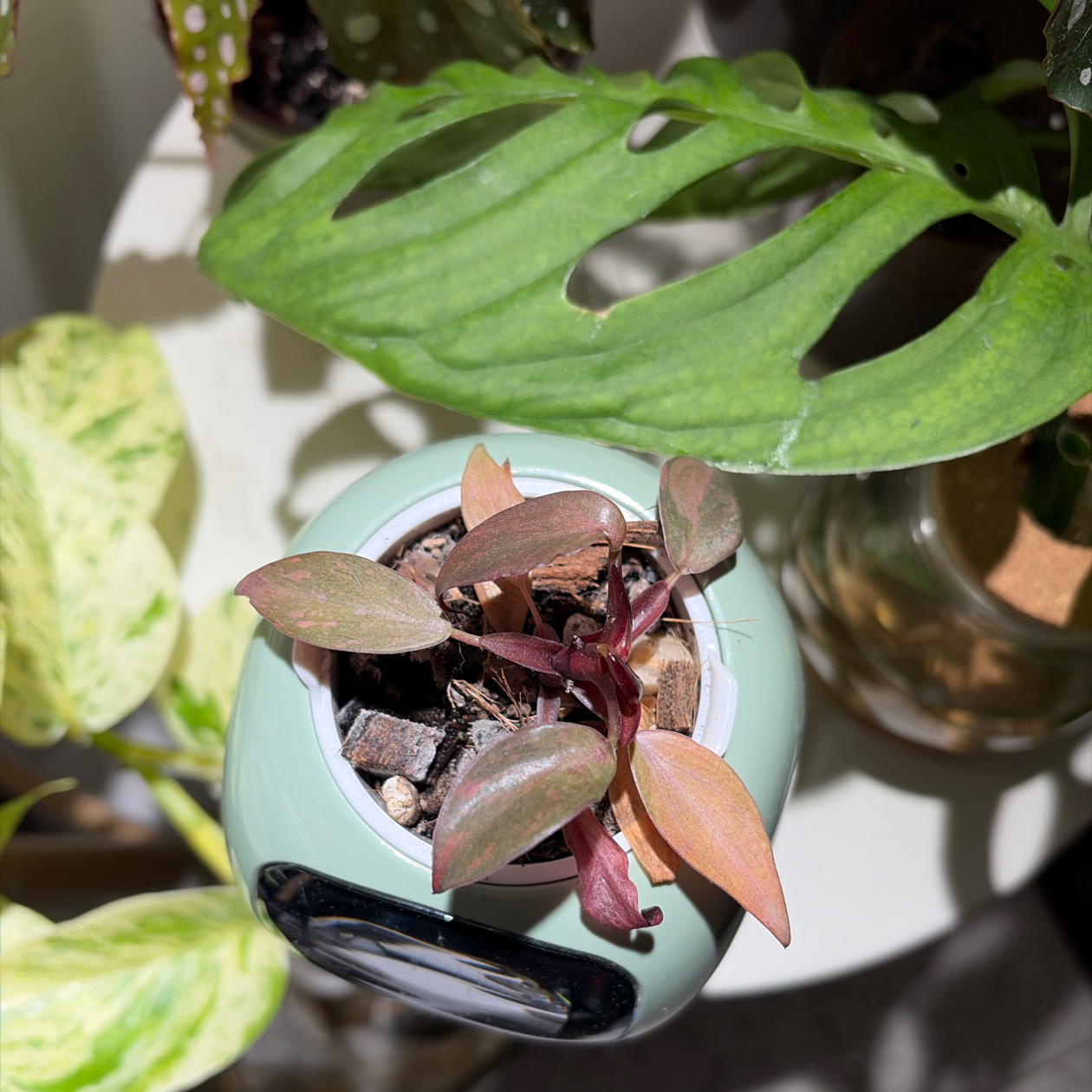 Photo of the plant species Orange Princess by @Jho named Vitamin C on Greg, the plant care app