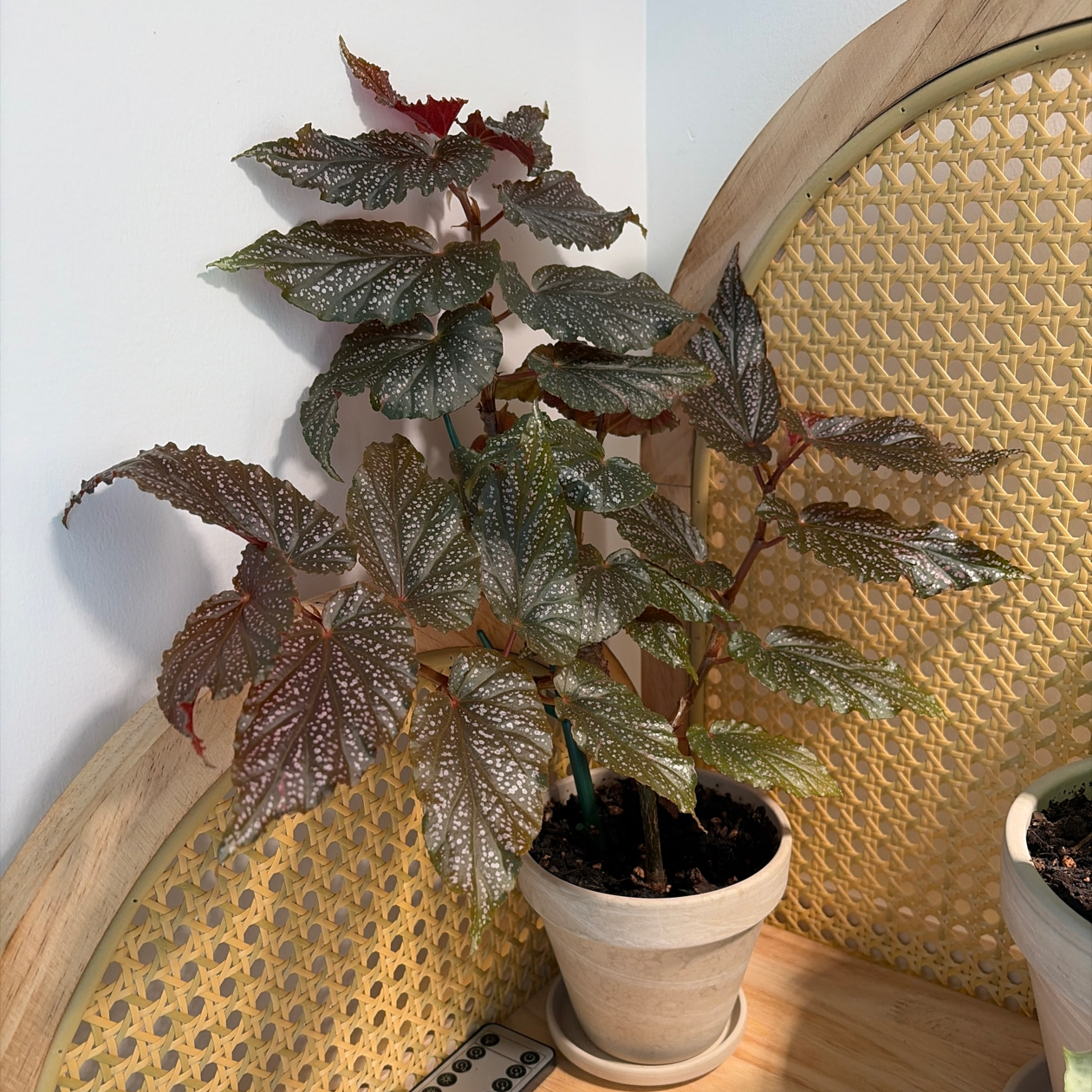 Photo of the plant species Angel Wing Begonia 'Miss Mummy' by @Jho named Scarlett on Greg, the plant care app