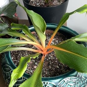 Photo of the plant species Katherine Blood-Lily by @FunDeathcap50 named Hemingway on Greg, the plant care app