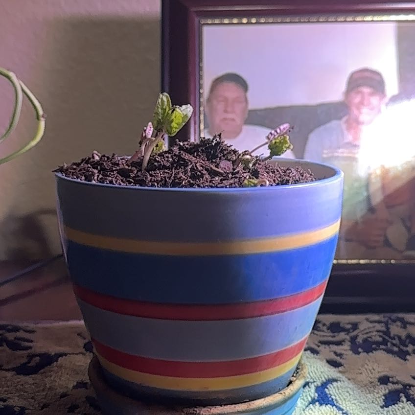 Photo of the plant species Mexican Morning Glory by @PlantWife named Khaleesi on Greg, the plant care app
