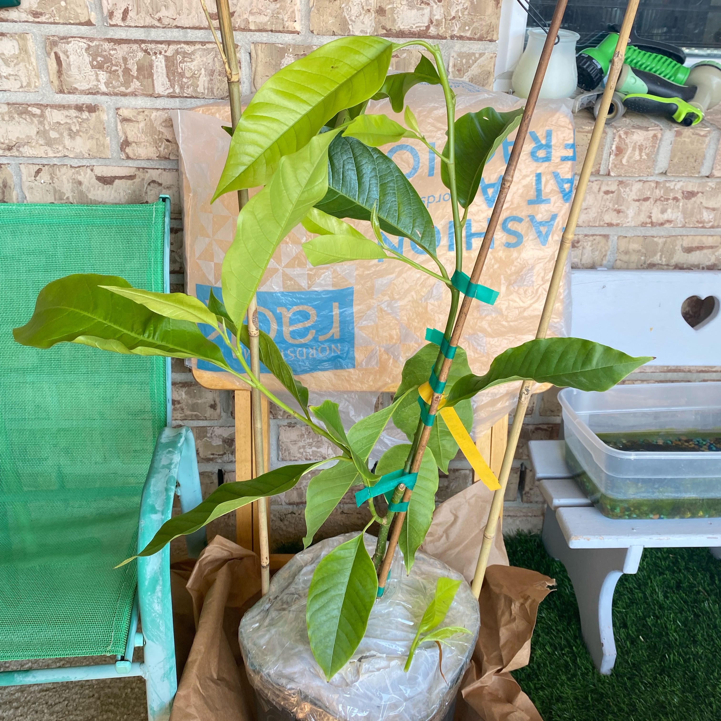 Photo of the plant species White Champaca by @HonestRedfir1 named Austen on Greg, the plant care app