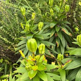 Photo of the plant species Martagon Lily by @WhizRedsky63 named Sherlock on Greg, the plant care app