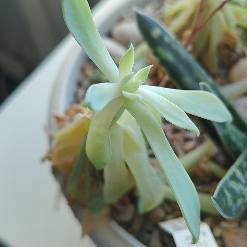 Photo of the plant species Sedeveria 'Fanfare' by @ExpertTwister31 named Rebecca on Greg, the plant care app