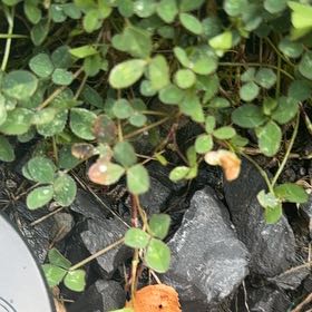 Photo of the plant species Northern Twinflower by @FabHoyaburma36 named Tree Diddy on Greg, the plant care app