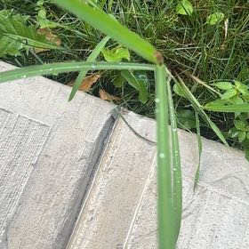 Photo of the plant species Johnsongrass by @FabHoyaburma36 named McKinley on Greg, the plant care app