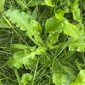 Photo of the plant species Canada Thistle by @FabHoyaburma36 named Lavender on Greg, the plant care app