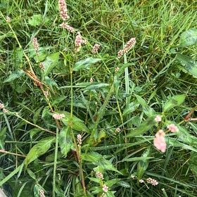 Photo of the plant species Spotted Ladysthumb by @FabHoyaburma36 named Fernie Mac on Greg, the plant care app
