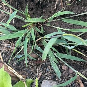 Photo of the plant species Hairy Crabgrass by @FabHoyaburma36 named Gaga on Greg, the plant care app