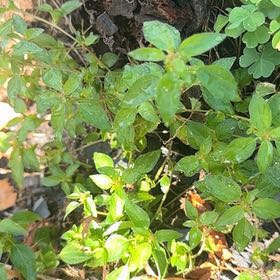 Photo of the plant species Parietaria Judaica by @FabHoyaburma36 named Queen on Greg, the plant care app