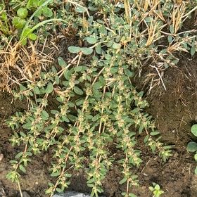 Photo of the plant species Milk Purslane by @FabHoyaburma36 named Figyonce on Greg, the plant care app