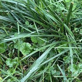 Photo of the plant species Common Mallow by @FabHoyaburma36 named Planty on Greg, the plant care app
