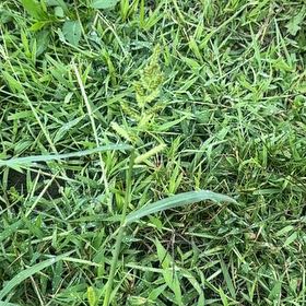 Photo of the plant species Barnyard Grass by @FabHoyaburma36 named Rihanna on Greg, the plant care app