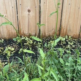 Photo of the plant species Common Nipplewort by @FabHoyaburma36 named Foxxy on Greg, the plant care app
